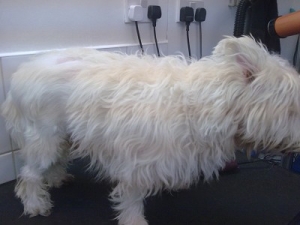 Harry The Westie - Before