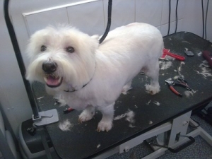 Harry The Westie - After