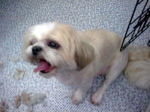 Shih Tzu - Before grooming