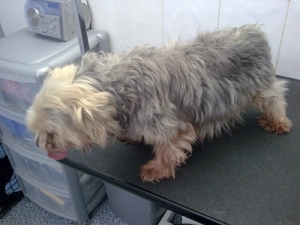 Bobby the Yorkie - Before grooming
