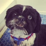 essex dog grooming 01