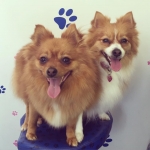 essex dog grooming 02