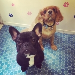 essex dog grooming 03