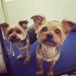 essex dog grooming 04