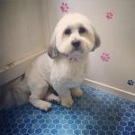 essex dog grooming 05