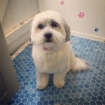 essex dog grooming 06