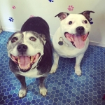 essex dog grooming 07
