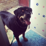 essex dog grooming 08