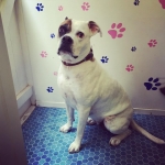 essex dog grooming 09
