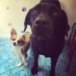 essex dog grooming 10