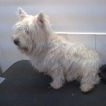 essex dog grooming 100