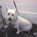 essex dog grooming 101