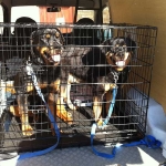 essex dog grooming 102
