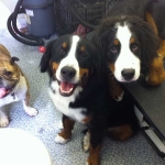 essex dog grooming 103