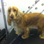 essex dog grooming 104