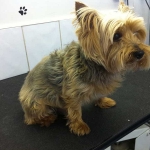 essex dog grooming 106