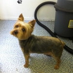 essex dog grooming 107