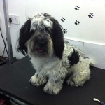 essex dog grooming 108