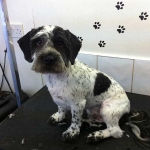 essex dog grooming 109