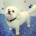 essex dog grooming 11