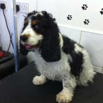 essex dog grooming 110