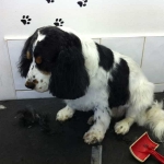 essex dog grooming 111