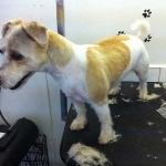 essex dog grooming 112