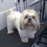 essex dog grooming 114