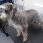 essex dog grooming 116