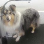 essex dog grooming 117