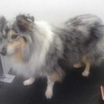 essex dog grooming 118