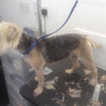 essex dog grooming 119