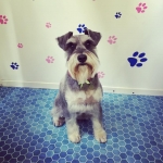 essex dog grooming 12