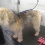 essex dog grooming 120