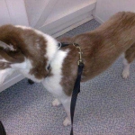 essex dog grooming 122