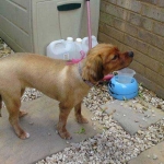 essex dog grooming 123