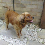 essex dog grooming 124