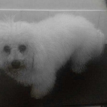 essex dog grooming 125