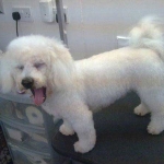essex dog grooming 126