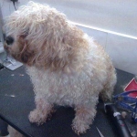 essex dog grooming 128