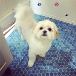 essex dog grooming 13
