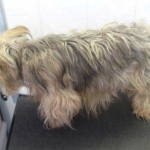 essex dog grooming 130