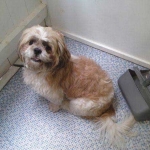 essex dog grooming 132