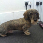 essex dog grooming 133
