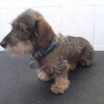 essex dog grooming 134