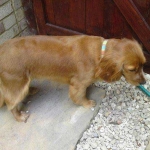 essex dog grooming 135