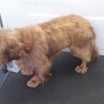 essex dog grooming 136