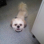 essex dog grooming 137