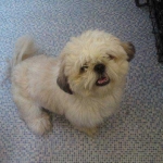 essex dog grooming 138