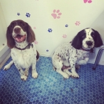 essex dog grooming 14